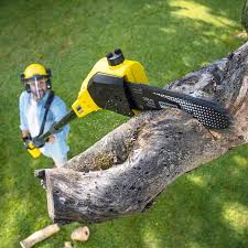 Trusted Highland Park, NJ Tree Services Experts