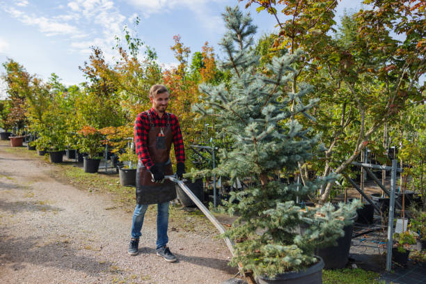 How Our Tree Care Process Works  in Highland Park, NJ